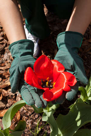 Vertical view of planting flowers in gardenの写真素材