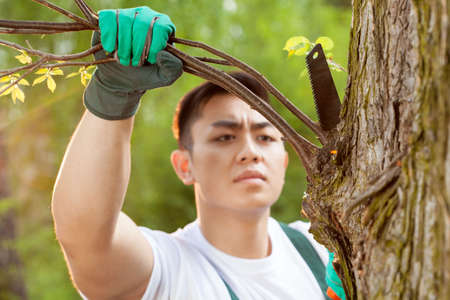 Asian gardener cropping a branch in forest