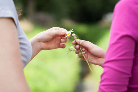 'He loves me, he loves me not' gameの写真素材