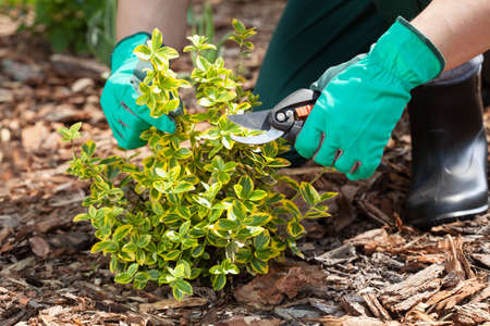 Close up of gardener's hands pruning a plantの写真素材