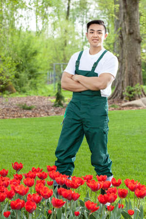 Gardener standing among tulips in the gardenの写真素材