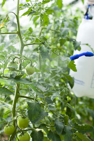 Vertical view of spraying tomatoes in greenhouseの写真素材