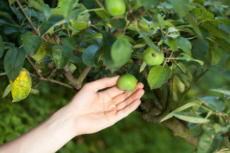 Horizontal view of unripe apples in orchardの写真素材