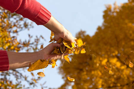 A close up of man's hands holding autumn leavesの写真素材