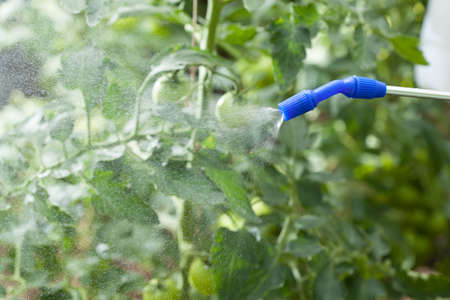 Closeup of watering of plants in glasshouseの写真素材