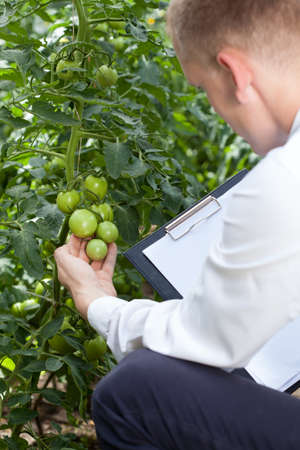 Closeup of head of the garden controlling tomatoes conditionの写真素材