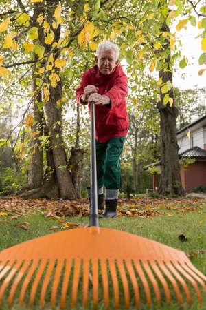Aged strong man raking leaves in his gardenの写真素材