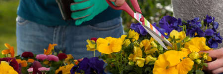 Close-up of horticulturists planting flowers