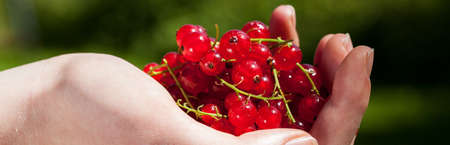 Young woman holding in hand fresh red currant