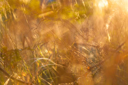 Horizontal view of abstract nature bokeh background