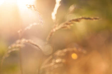 Blurred field of grain - beauty bokeh backgroundの写真素材