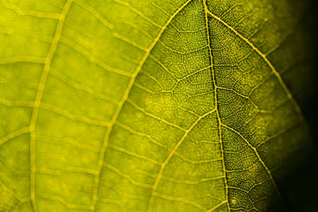 Close-up of leaf veins - natural green background