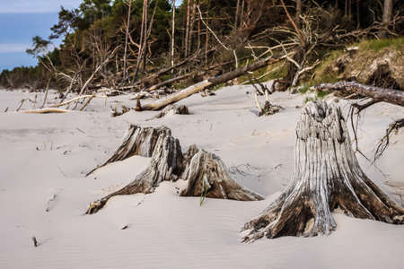 Close-up of tree stumps on beauty wild beach