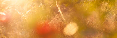 Close-up of vintage color blurry meadow backgroundの写真素材