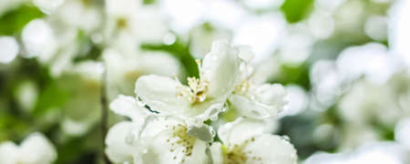 Close-up of white flowers with dew drops