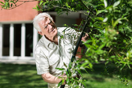 Elder horticulturist cutting tree branch in the gardenの写真素材