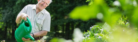 Panorama of elderly happy gardener watering green bushesの写真素材