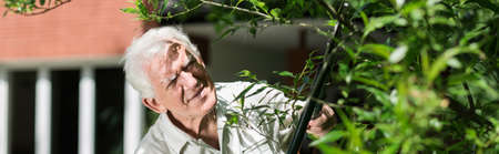 Panorama of retired male with secateurs pruning bushの写真素材