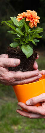 Putting orange dahlia seedling into new flowerpotの写真素材