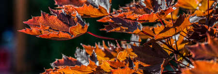 A close up of brown red and orange autumn leavesの写真素材