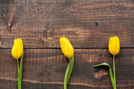 Three yellow tulips lying on rustical, wooden boardの写真素材