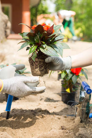 Gardener giving  graft of red flower to the other gardenerの写真素材