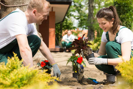 Couple of gardeners planting flowers in the patch nearby houseの写真素材