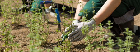 Cropped panoramic picture of a gardener working in a garden