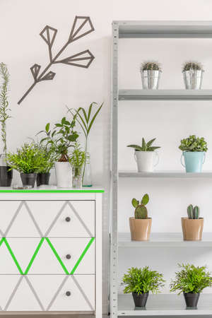 Image of decorative houseplants standing on a white commode and on a simple storage unitの写真素材