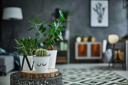 Decorative green houseplant in pot standing on metal tableの写真素材
