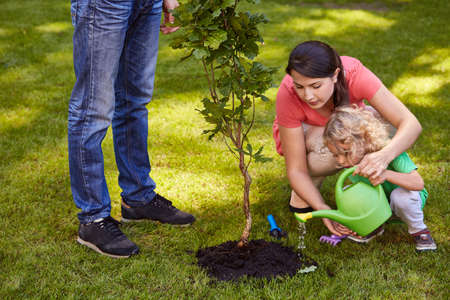 Mother and child watering small tree in gardenの写真素材
