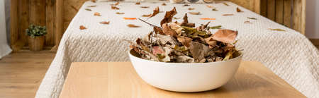 Simple minimalist decoration from autumn leaves in the bowl in bright interiorの写真素材