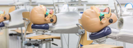 Close-up of anatomical model's head for students' practice on dentistry courseの写真素材