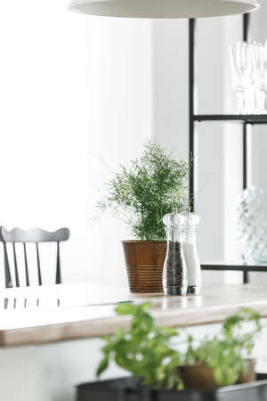 Kitchen accessories and plant in bucket on glossy countertop in room with black bar stoolの写真素材