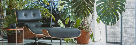 Leather chaise lounge next to coffee table in dark  living room with exotic big plants