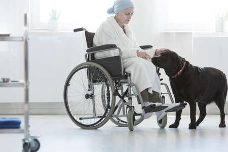 Dog assisting disabled senior woman sitting with dressing-gown in wheelchair