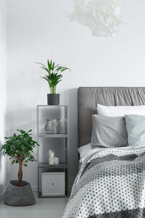 Small tree in a flowerpot standing by a king-size bedの写真素材