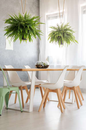Ferns above wooden table with white and mint chairs in bright dining room interiorの写真素材