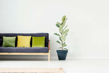 Plant in black pot next to sofa with green and yellow pillow in bright apartment interior with copy...