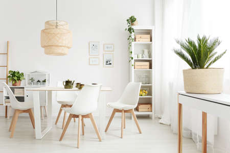 Palm plant on white console table standing near the window in bright dining room interior with plastic chairsのeditorial素材