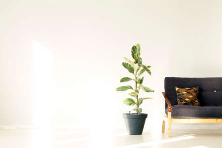 Ficus next to a black settee in empty living room interior with copy spaceの写真素材