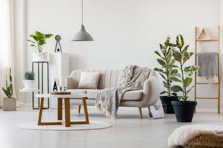 Bright living room interior with elegant, beige couch, ficus plants and round coffee tableの写真素材