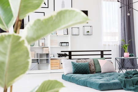 Modern bedroom interior with green mattress and pillows lying on the floor. Blurred ficus leaves in the foregroundの写真素材