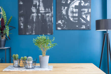 Close-up of cacti and plant on wooden table in blue dining room interior with black paintings