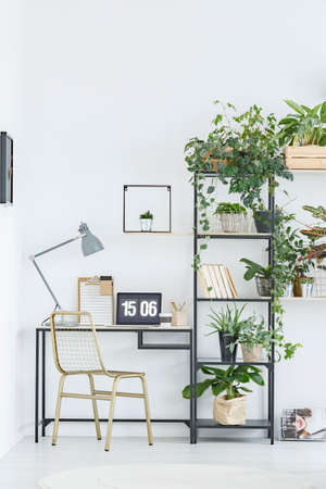 Gold chair at desk with lamp and laptop next to shelves with plants in natural workspace interiorの写真素材