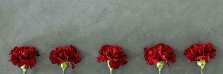 Five fresh burgundy carnation flowers on grey raw backgroundの写真素材