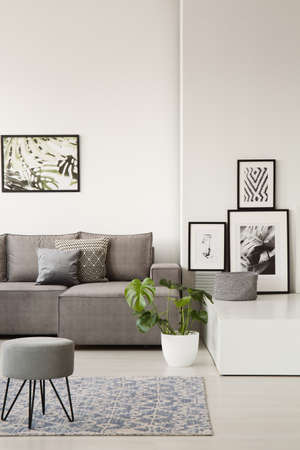 Gray couch with pillows behind a stool on blue carpet in bright living room interior with botanic...