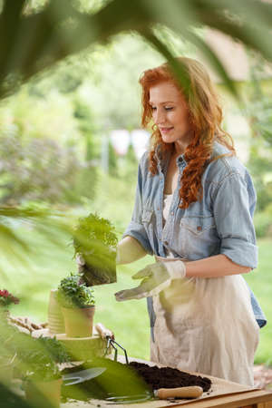 A ginger woman in white gloves and apron holding a plant and looking at the other seedlings standing on a table in gardenの写真素材
