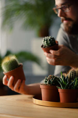 Close-up of succulents and cacti on gold plate. Blurred hipster in the backgroundの写真素材