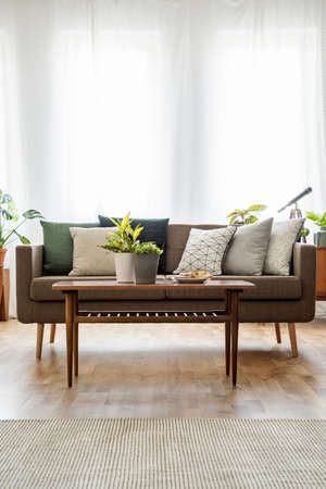 Plants on wooden table in front of couch with pillows in bright living room interior. Real photoの写真素材
